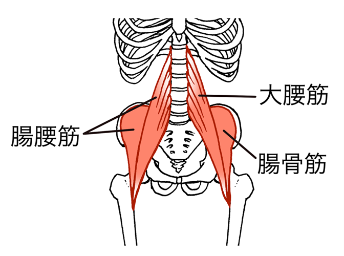 側弯症に限らず、姿勢矯正や姿勢維持にも重要な大腰筋は、骨盤の歪みや腰痛などの理由で低下しやすい